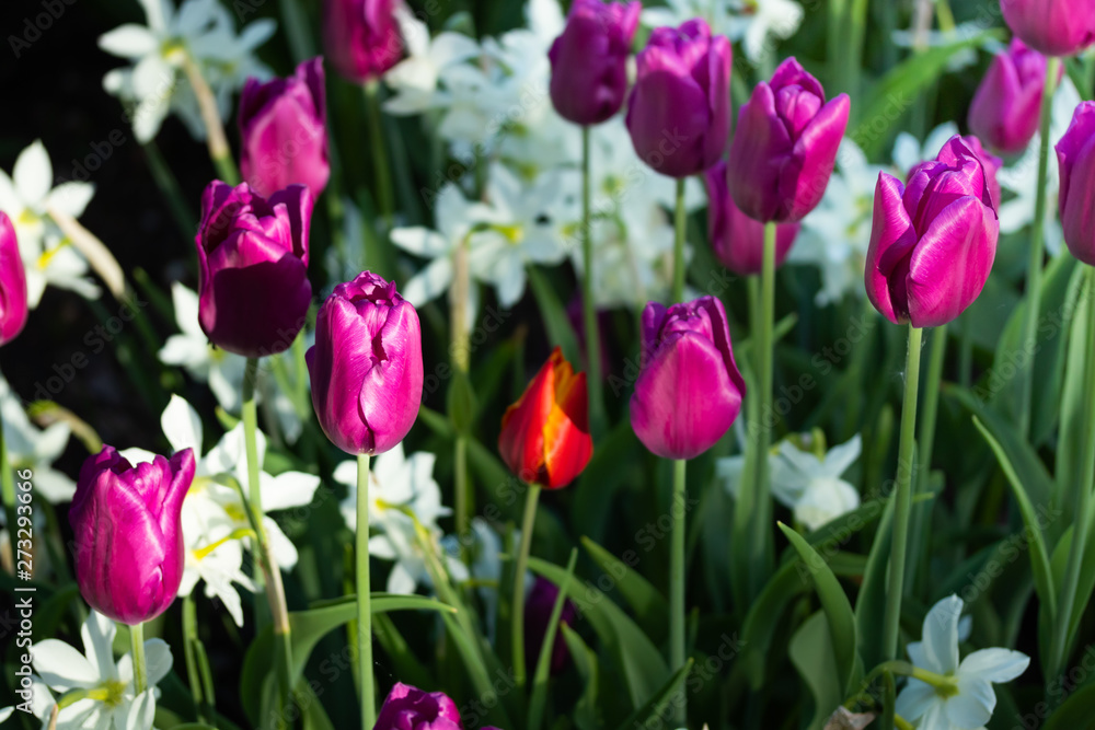 Colorful purple tulips and white narcissus in garden close up Colorful purple tulips and white narcissus in garden close up