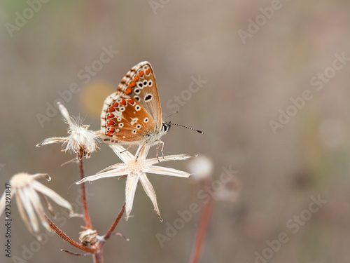 Southern Brown Argus butterfly (Aricia cramera) perched on a plant early in the morning, near Almansa, Spain photo