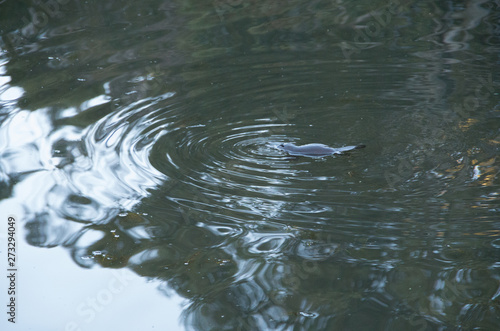 Wild platypus swimming in a pond