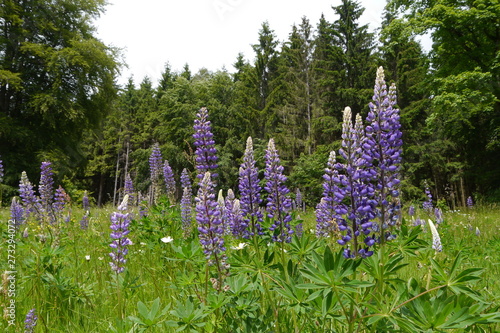 Blaue Lupinen auf blühender Waldwiese photo