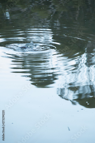 Wild platypus diving underwater in a pond © Adam