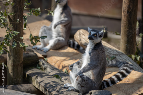 ワオキツネザル / Ring-tailed lemur
