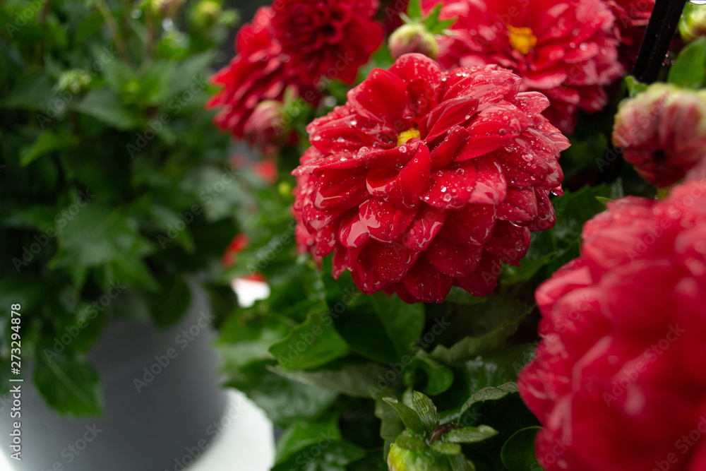 Red Dalia flowers with raindrops in garden Red Dalia flowers with raindrops in garden