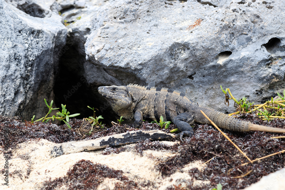 Wild iguana at the beach in Yucatan Mexico Wild iguana at the beach in Yucatan Mexico
