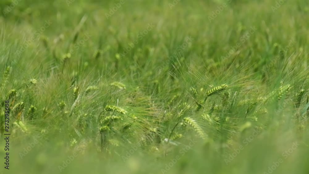 Deep and smooth windy scene from the top of the green field. Deep and smooth windy scene from the top of the green field.