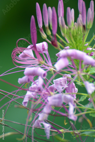 ピンクのクレオメがかわいく咲いています。Pink Cleome is blooming pretty. photo