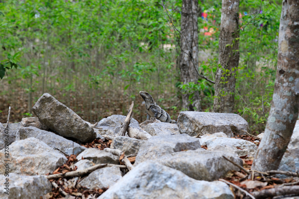 A portrait of a iguana in the jungle of yucatan in mexico A portrait of a iguana in the jungle of yucatan in mexico