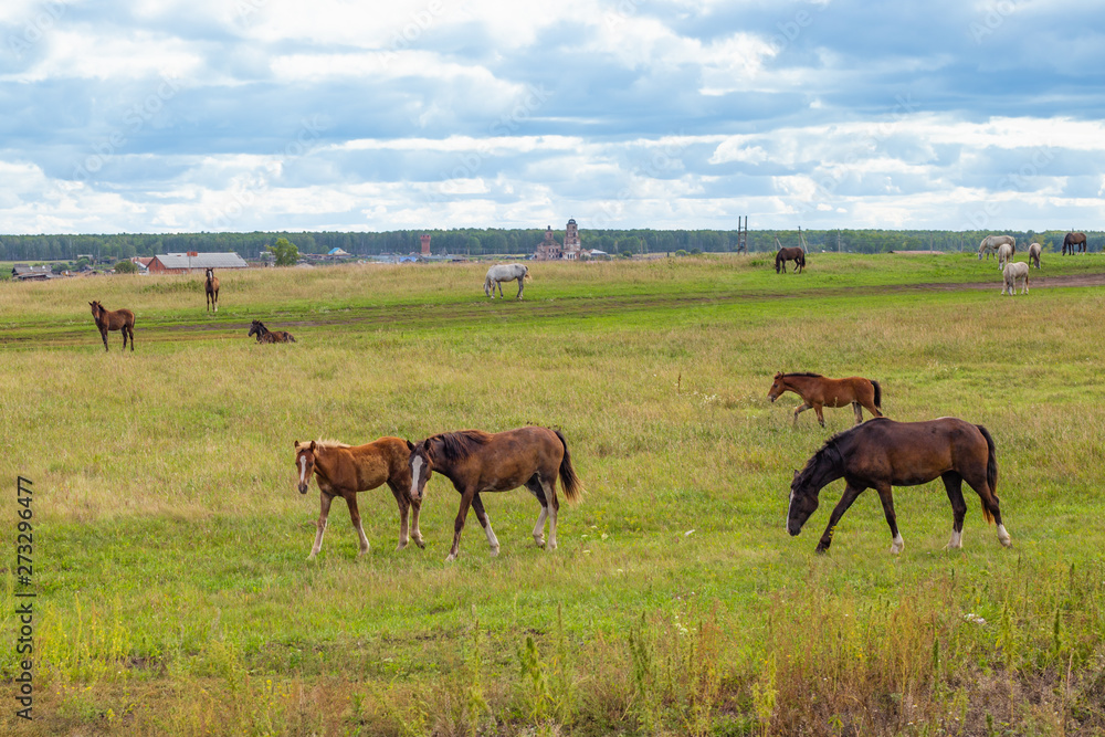 herd of horses grazing in a field in summer herd of horses grazing in a field in summer