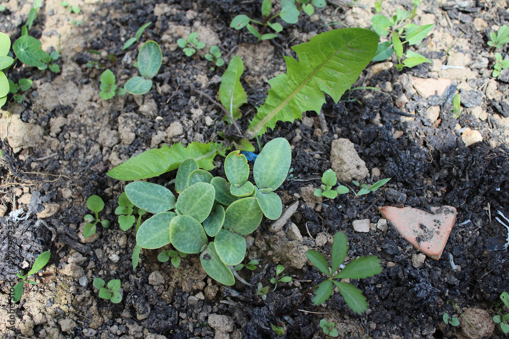 A Sprout Of Young Pumpkin Seedlings. Pumpkin plant in the garden, sprout pumpkin bed in my organic garden, in Uzice city A Sprout Of Young Pumpkin Seedlings. Pumpkin plant in the garden, sprout pumpkin bed in my organic garden, in Uzice city