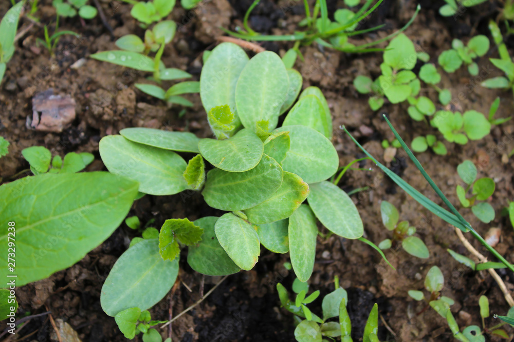 A Sprout Of Young Pumpkin Seedlings. Pumpkin plant in the garden, sprout pumpkin bed in my organic garden, in Uzice city A Sprout Of Young Pumpkin Seedlings. Pumpkin plant in the garden, sprout pumpkin bed in my organic garden, in Uzice city