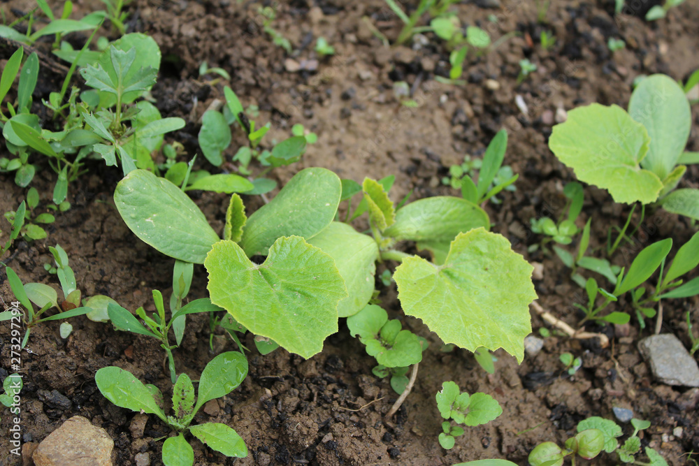 A Sprout Of Young Pumpkin Seedlings. Pumpkin plant in the garden, sprout pumpkin bed in my organic garden, in Uzice city A Sprout Of Young Pumpkin Seedlings. Pumpkin plant in the garden, sprout pumpkin bed in my organic garden, in Uzice city