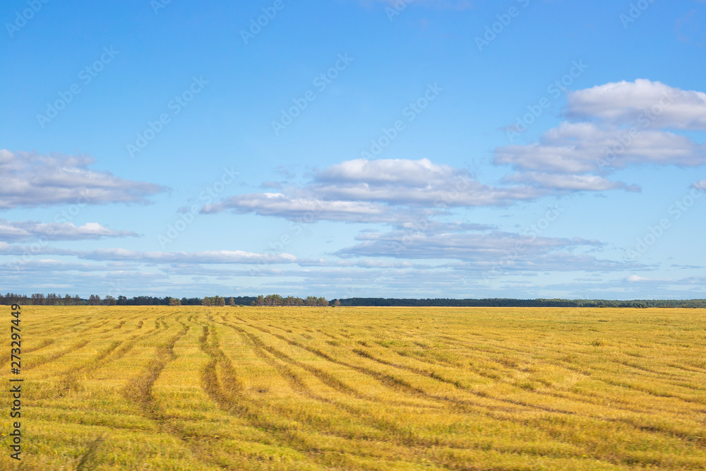 yellow field with traces of transport on straw after wheat harvest yellow field with traces of transport on straw after wheat harvest