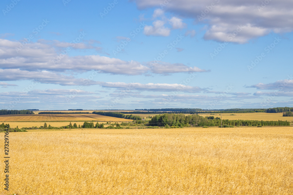 yellow fields of wheat against the blue sky