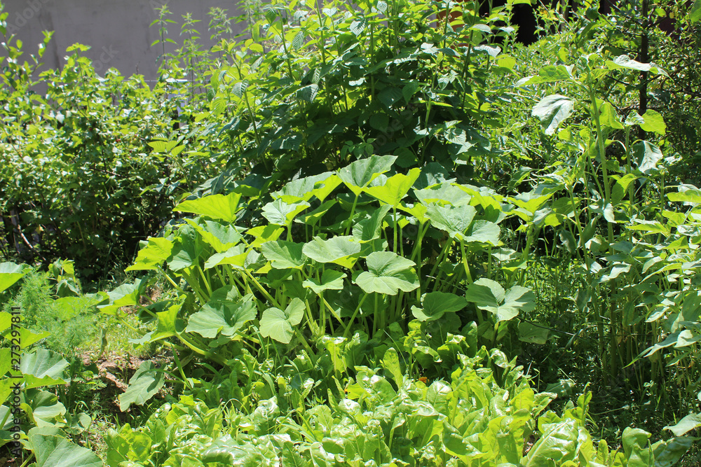 A Sprout Of Young Pumpkin Seedlings. Pumpkin plant in the garden, sprout pumpkin bed in my organic garden, in Uzice city A Sprout Of Young Pumpkin Seedlings. Pumpkin plant in the garden, sprout pumpkin bed in my organic garden, in Uzice city