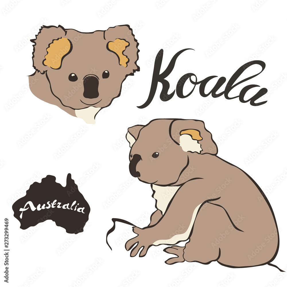 Koala vector image isolated on white background. Koala in full growth ...