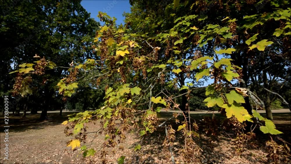 Early autumnal impressions from a Park in Berlin Reinickendorf of September 23, 2016, Germany Early autumnal impressions from a Park in Berlin Reinickendorf of September 23, 2016, Germany