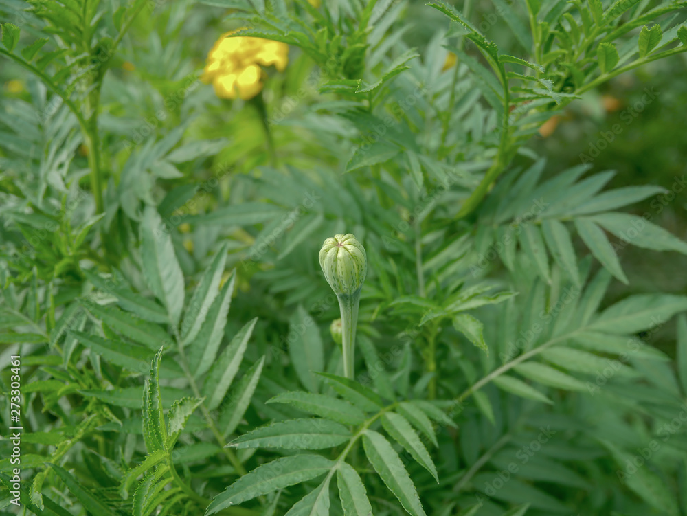 Beautiful yellow marigold in the garden Beautiful yellow marigold in the garden