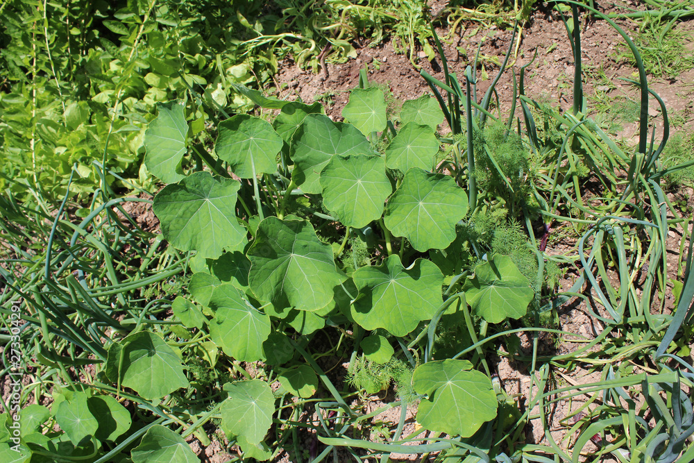 Gardening using permaculture principles, synergy between plants, pumpkins, dill, nasturtium, onion, spinach, sunflower, tomato, tagetes, marygold, lettuce and other plants in my organic garden Gardening using permaculture principles, synergy between plants, pumpkins, dill, nasturtium, onion, spinach, sunflower, tomato, tagetes, marygold, lettuce and other plants in my organic garden
