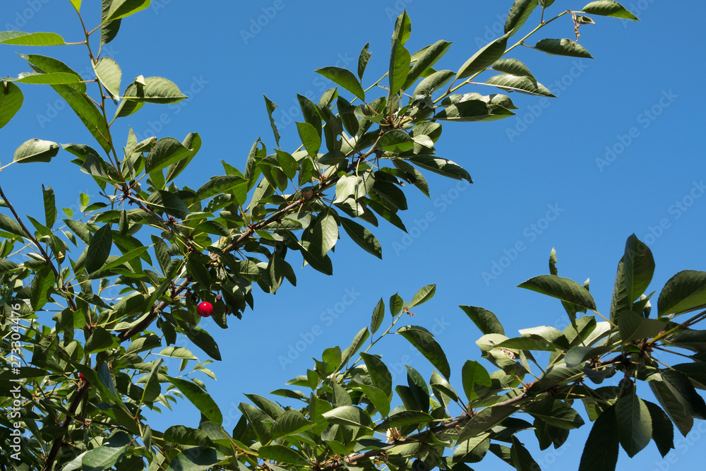 Cherry tree A branch with a cherry. Bright juicy berries on a branch with leaves. Cherry tree A branch with a cherry. Bright juicy berries on a branch with leaves.