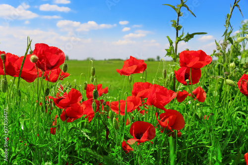 poppies blooming in the wild meadow 