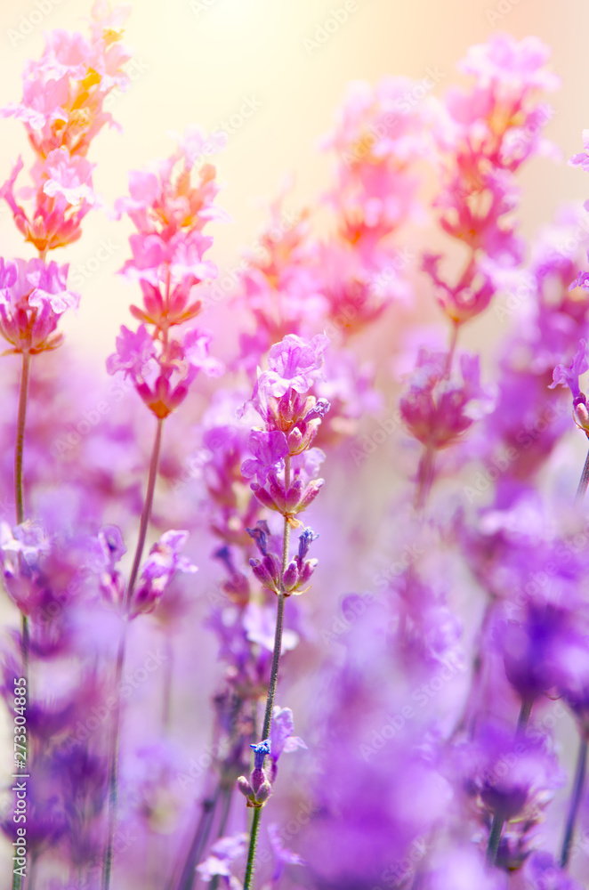 Naklejka premium Lavender flowers on the field during flowering.