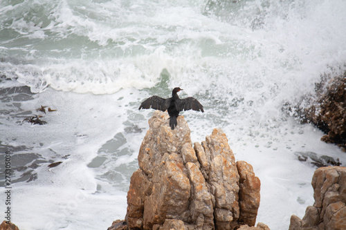 bird on a rock
