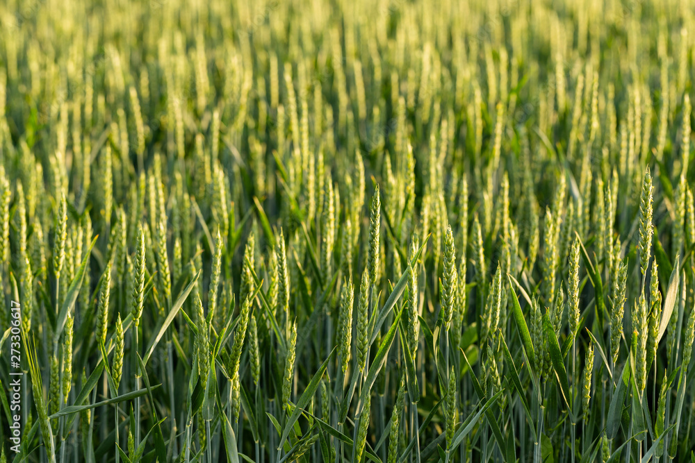 Green cereals during flowering. Grain field. Space for wheat. Land for agricultural purposes. Food base of the human race. Green cereals during flowering. Grain field. Space for wheat. Land for agricultural purposes. Food base of the human race.
