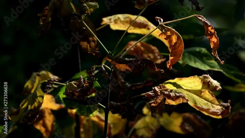 Wallpaper Mural Early autumnal impressions from a Park in Berlin Reinickendorf of September 23, 2016, Germany Torontodigital.ca