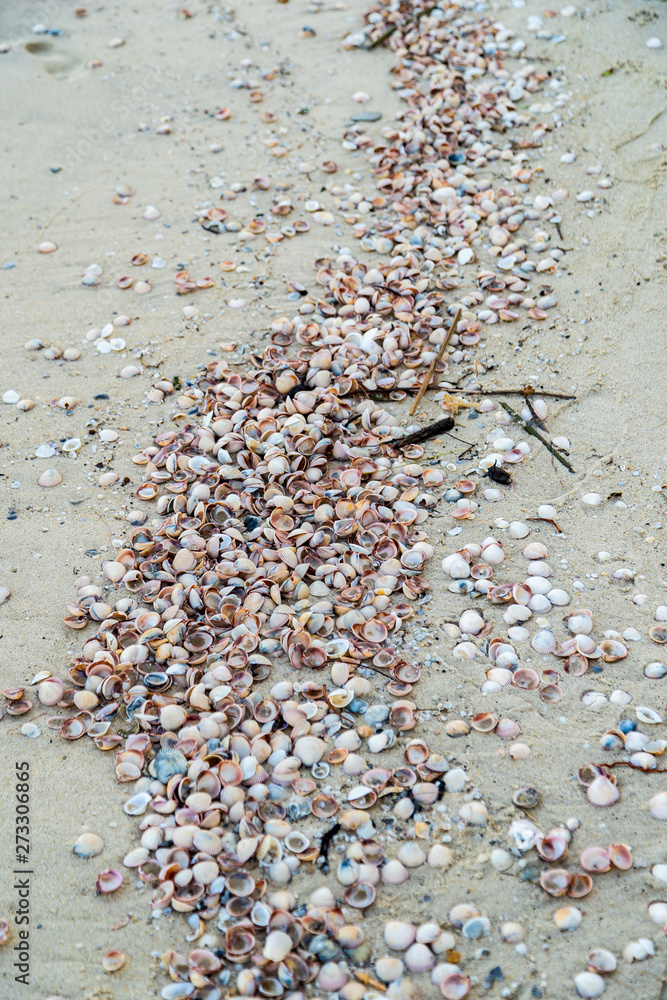 Many various seashells on the beach in South of Thailand.
