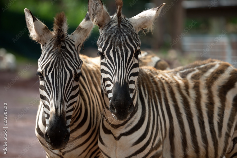 Naklejka premium zwei Zebras