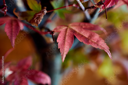 Japanese maple. Leaves, colors, details. Macro photography