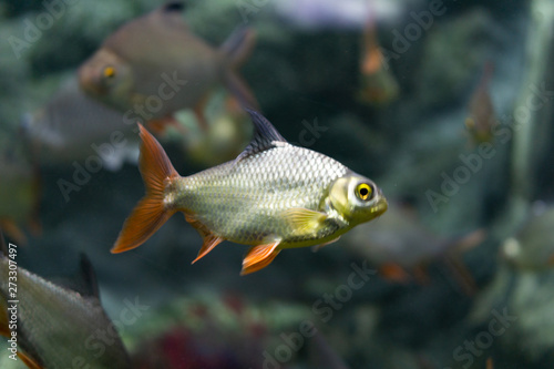 Tinfoil barb (Barbonymus schwanenfeldii). 