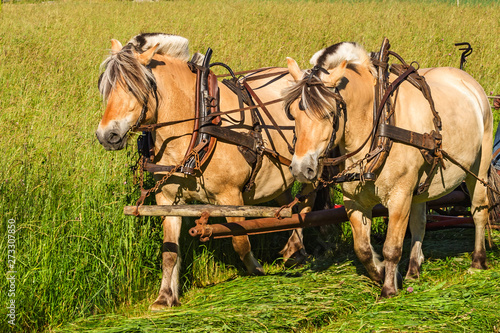 Quadro em tela Fjord Horses working on a field working with the hay