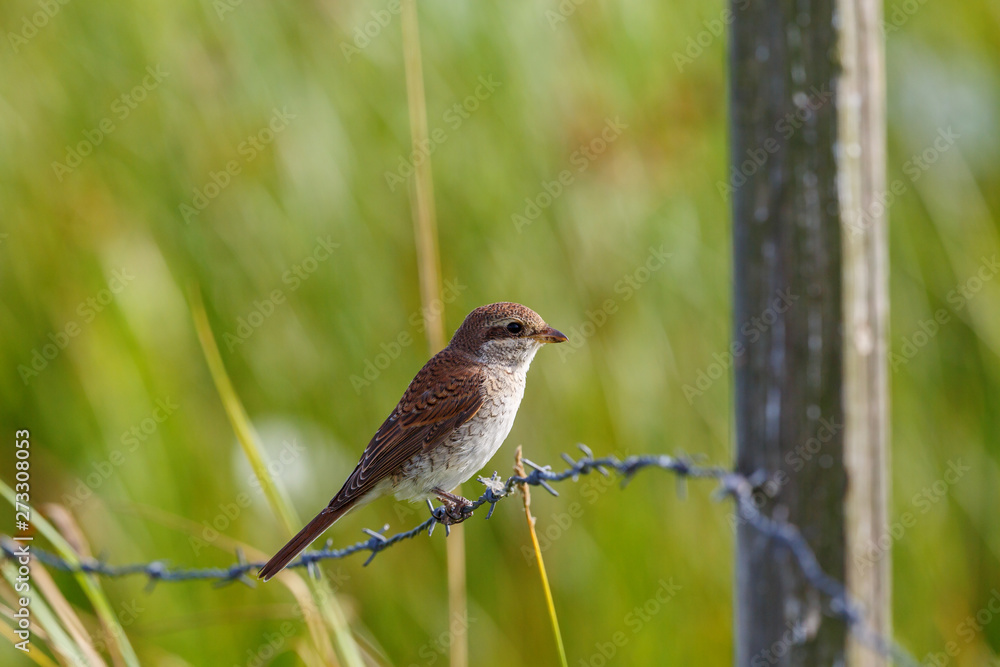 Young Red-backed shrike on a barbed wire Young Red-backed shrike on a barbed wire