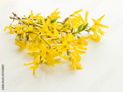 Forsythia on white