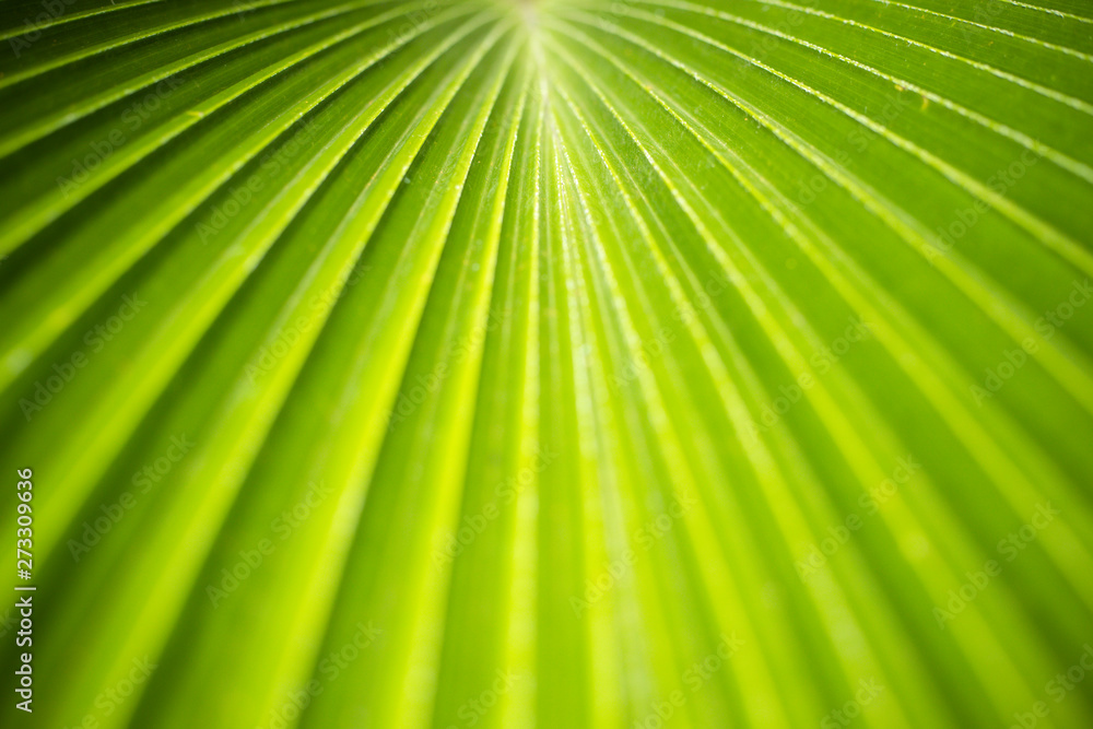 Obraz premium leaf of palm tree