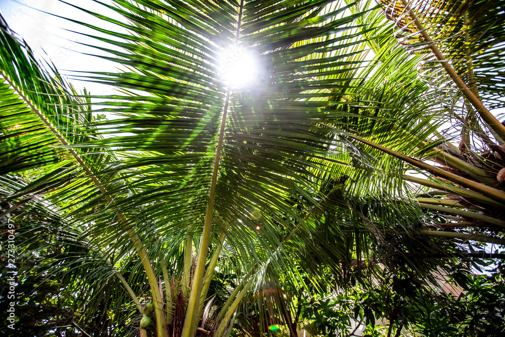 Palm leave branch from Indoneisa Palm leave branch from Indoneisa