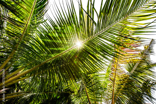 Palm leave branch from Indoneisa