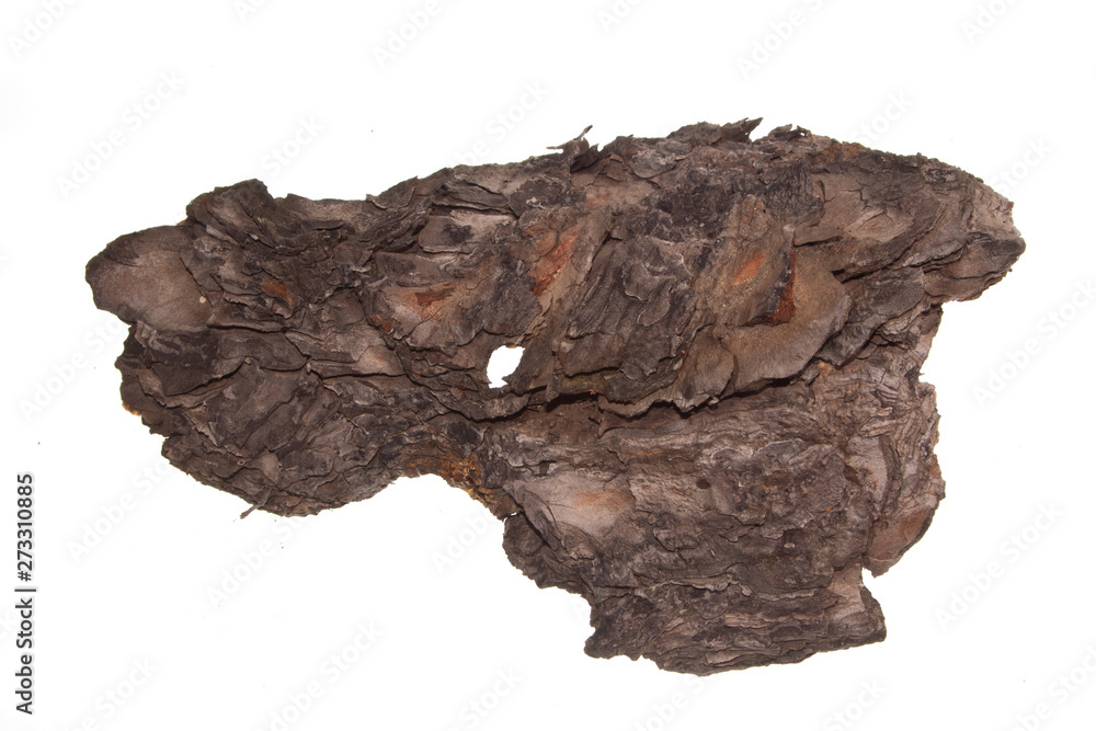 tree bark isolated on white background tree bark isolated on white background