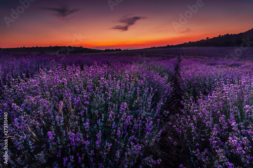 Lavender field at sunset © Evgeni Dinev
