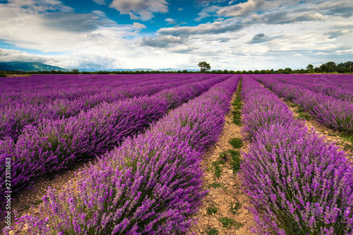 Perfect lavender field