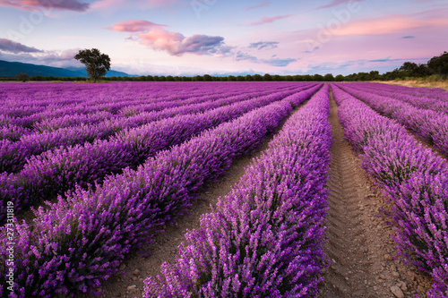 Splendid lavender field