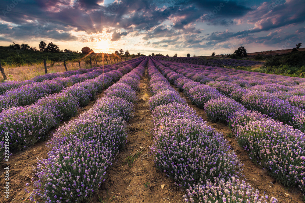 Scenic lavender landscape