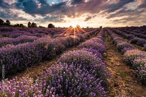 Scenic lavender landscape