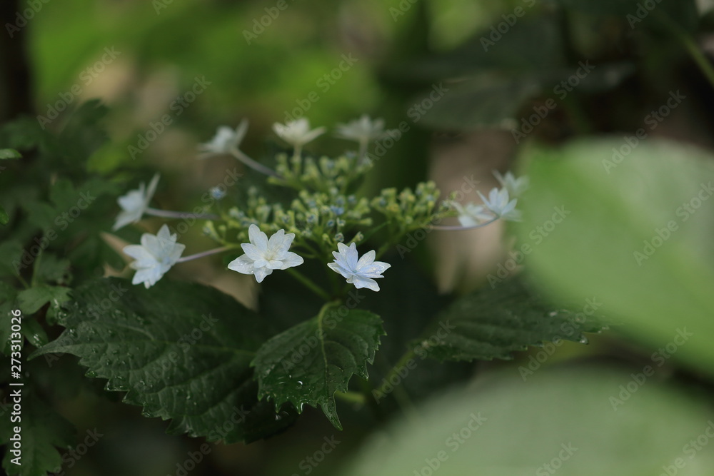雨に濡れた額紫陽花 雨に濡れた額紫陽花