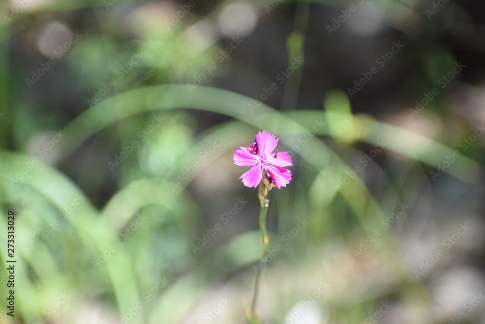 Glade of different flowers and grass, ears of grass are many greens, wildlife in the forest Glade of different flowers and grass, ears of grass are many greens, wildlife in the forest