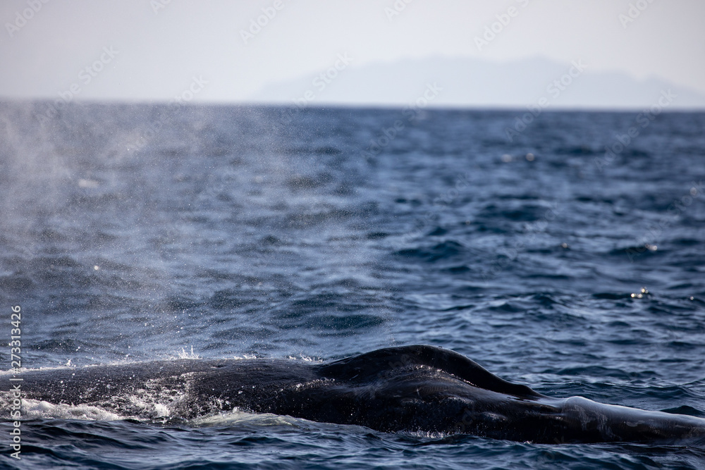 Fototapeta premium ザトウクジラ 小笠原
