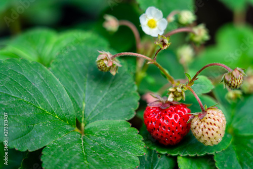 strawberries variety Mieze Schindler in different ripening stages, Fragaria ananassa.