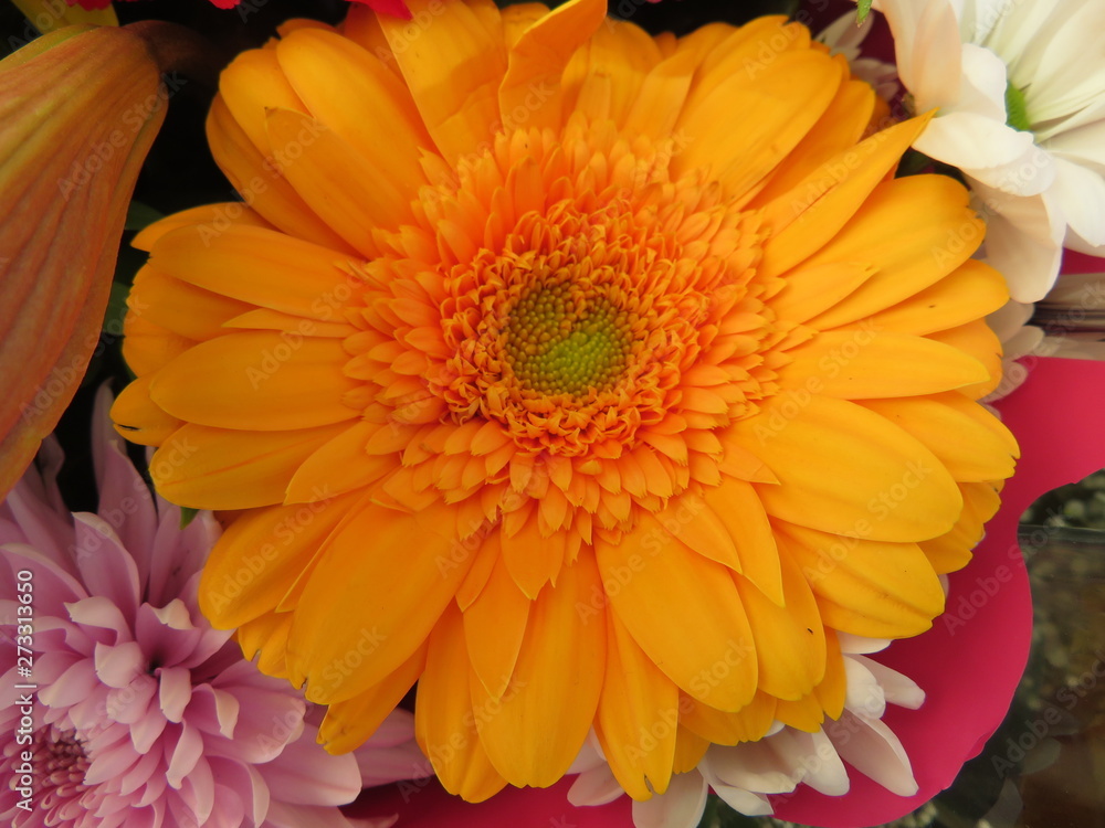 Fototapeta premium Beautiful flowers of intense colors and of great beauty