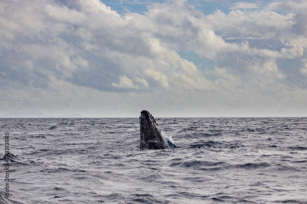 Fototapeta premium ザトウクジラ 小笠原